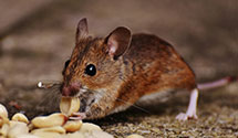 24 Hour & Emergency Exterminators in Leonia, NJ